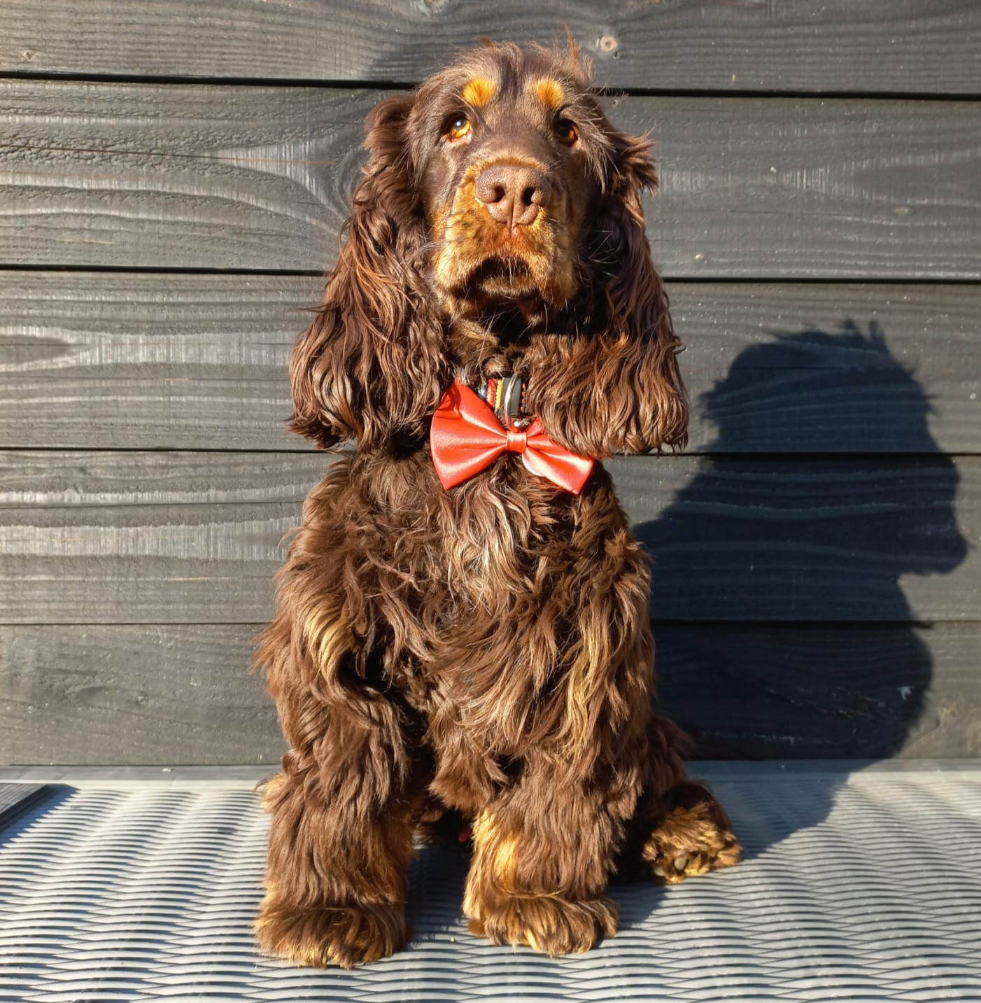 hond gastouder miranda