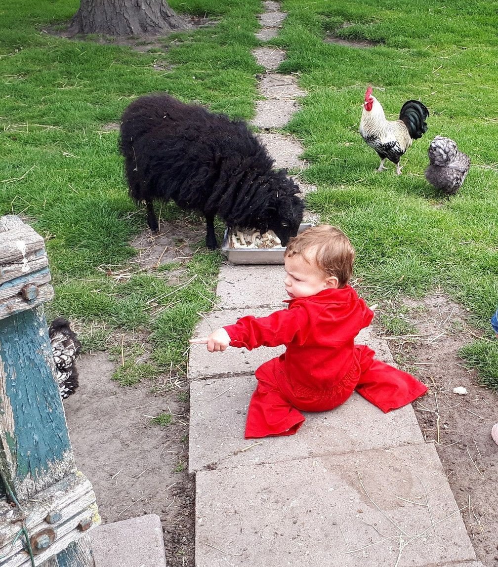 Kindje met schaap en kippen