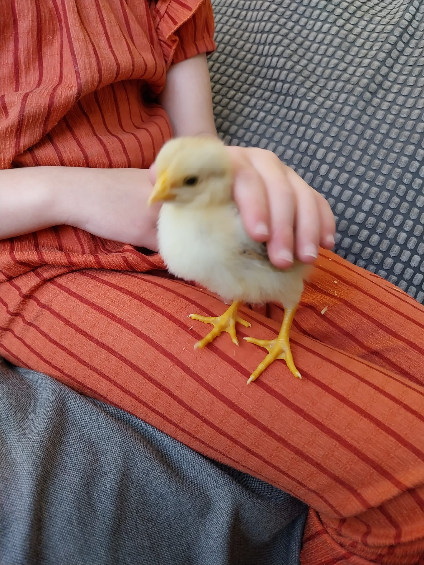 kuikentje op schoot