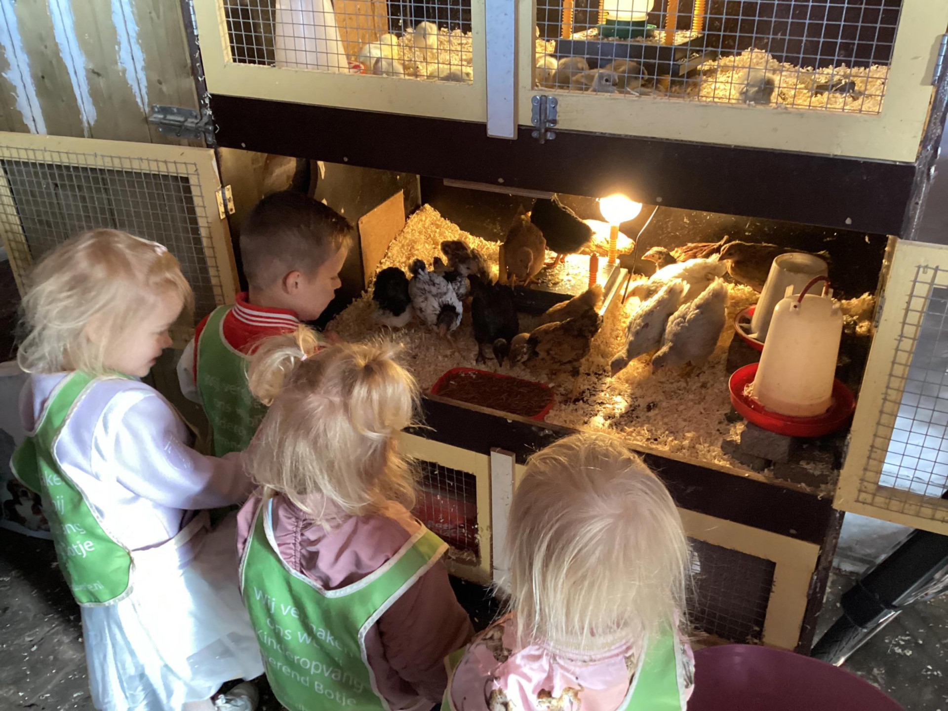 kinderen kijken bij kuikens