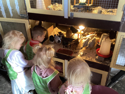 kinderen kijken bij kuikens